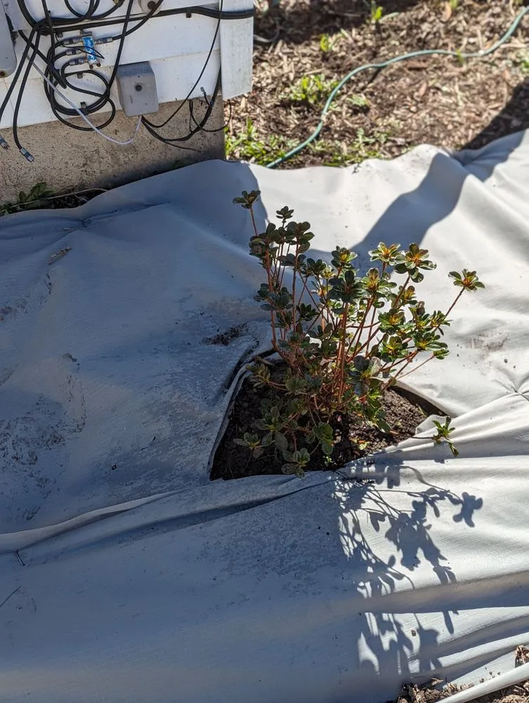 Trusted yard maintenance for homes across North Ridgeville, OH - Bayview Landscaping & Design LLC