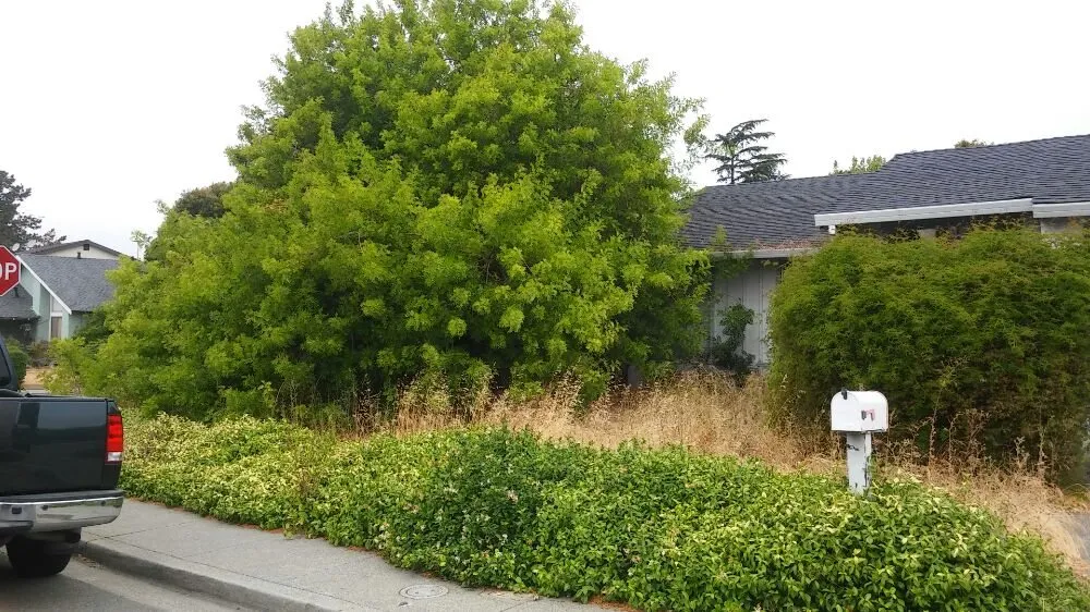 Trusted landscape design in Tracy, CA by Bayviews Landscape