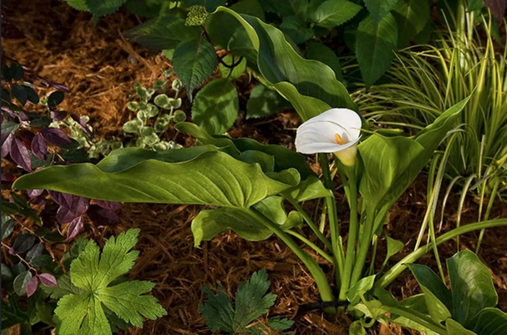 Local lawn care service in Napa, CA by Bazan Landscaping