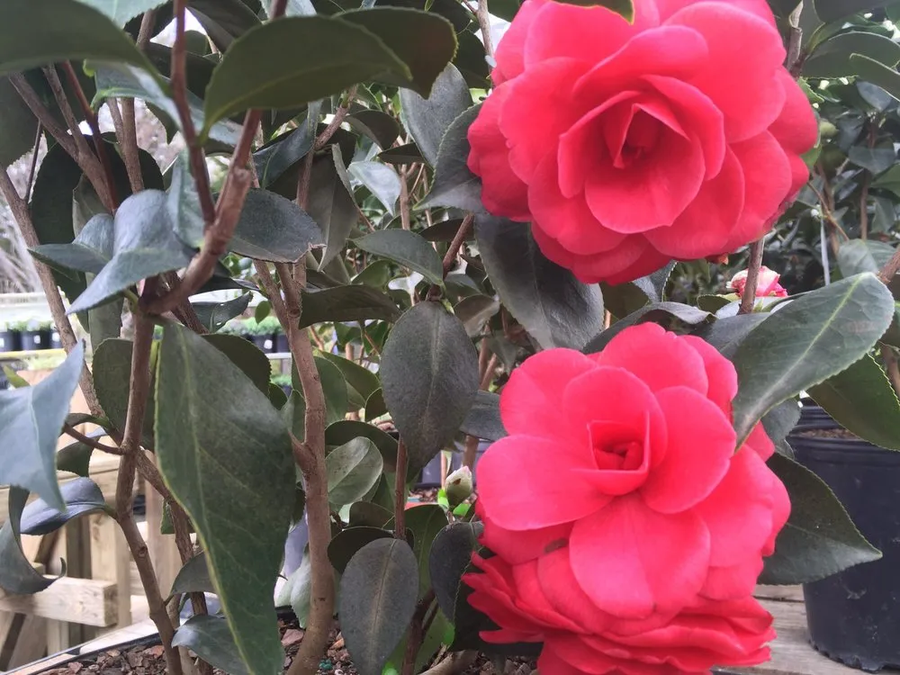 Affordable residential landscaping in Arden, NC by B.B. Barns The Garden Company