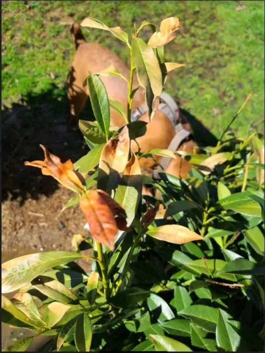 Expert lawn care service in Arden, NC by B.B. Barns The Garden Company
