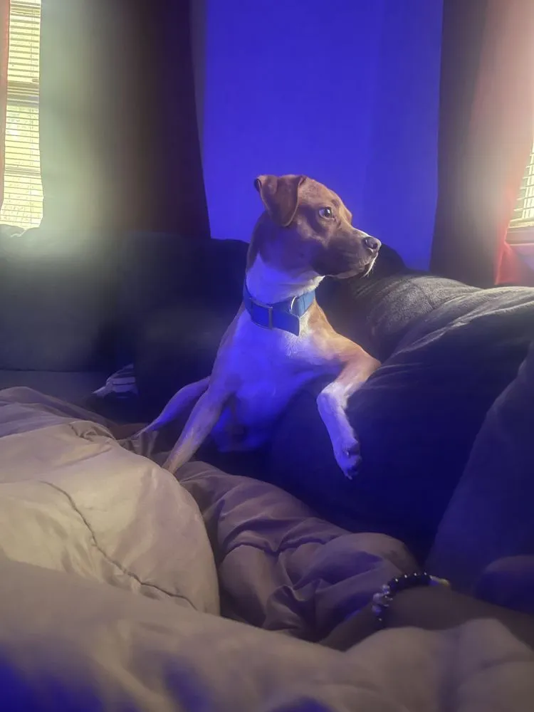 Professional yard cleanup service for homes across Florence, SC - B&B Groundworks