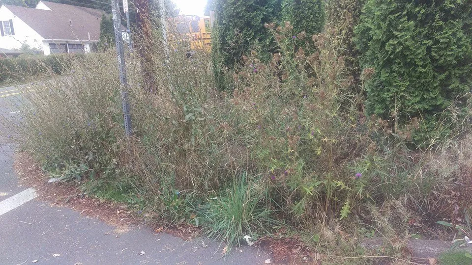 Top-rated lawn care service in Estacada, OR by B&B Landscaping