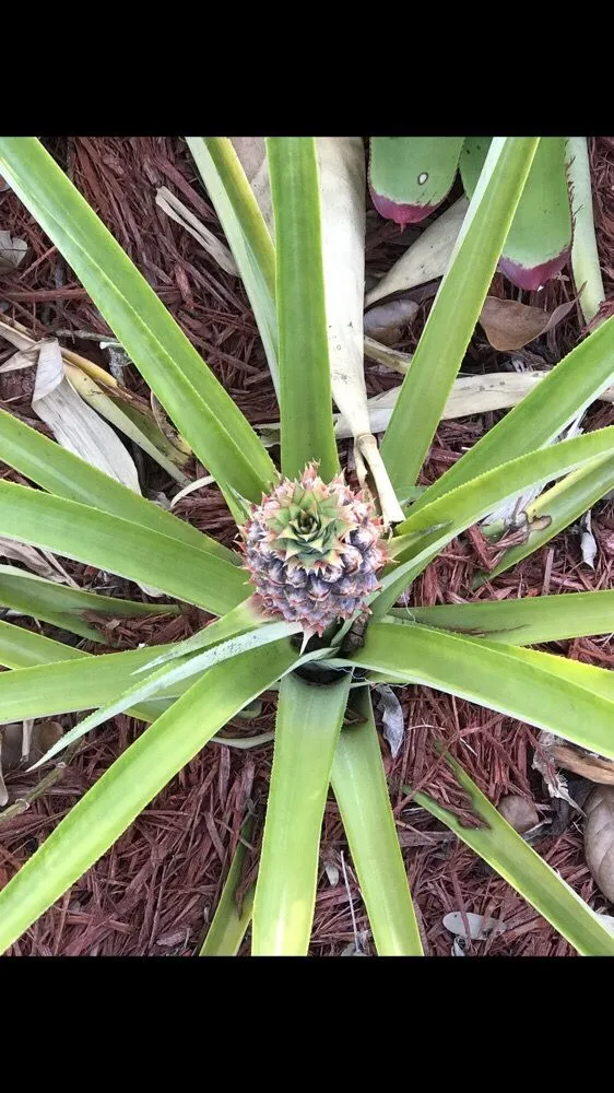 Custom residential landscaping for year-round maintenance across Miami, FL - B&B Lawn & Tree Service