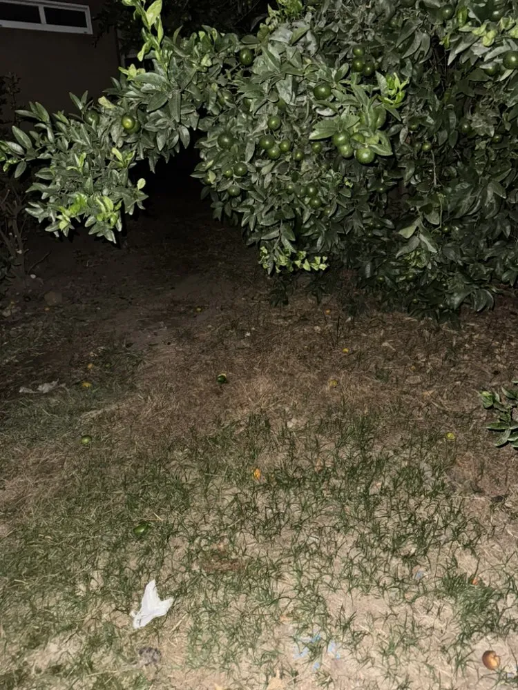 Professional yard cleanup service in Visalia, CA - B&B Lawn Care & Hauling