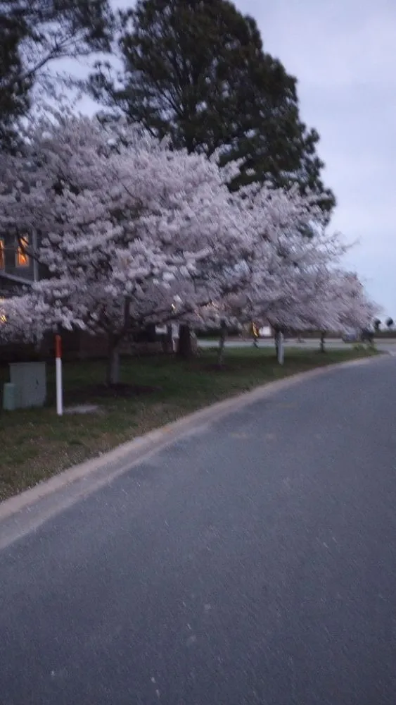 Affordable landscaping services for year-round maintenance in Berlin, MD by BB Lawn Care