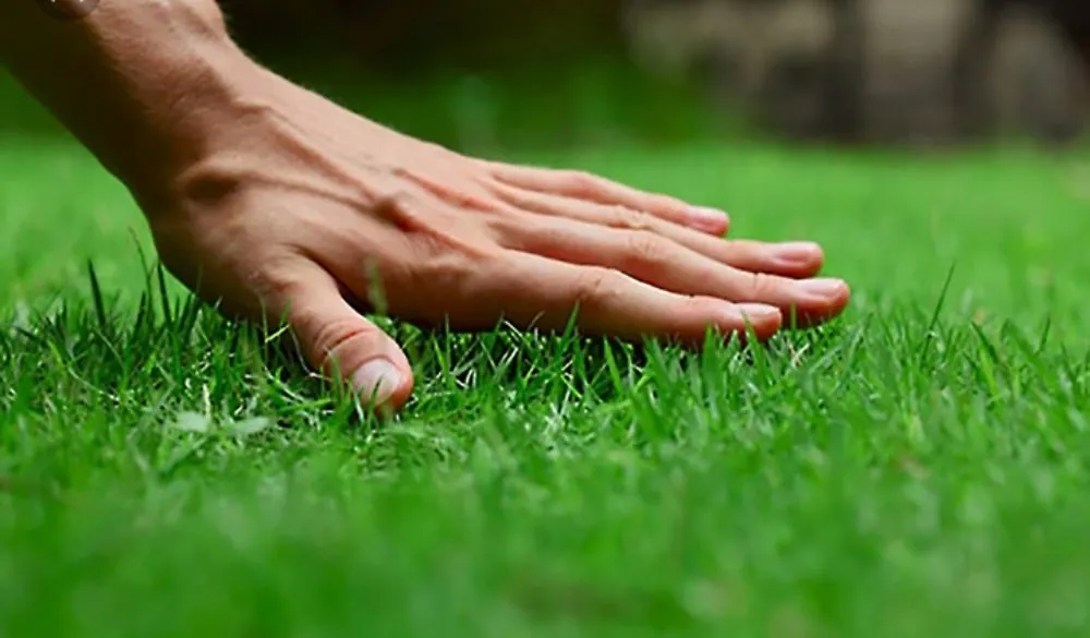 Affordable landscape installation experts serving Paragould, AR - B&B Lawn Care