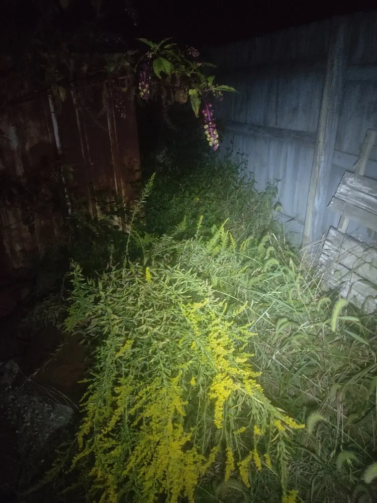 Trusted yard cleanup service for beautiful yards in Corydon, IN by B&B Lawncare All Around Maintenance