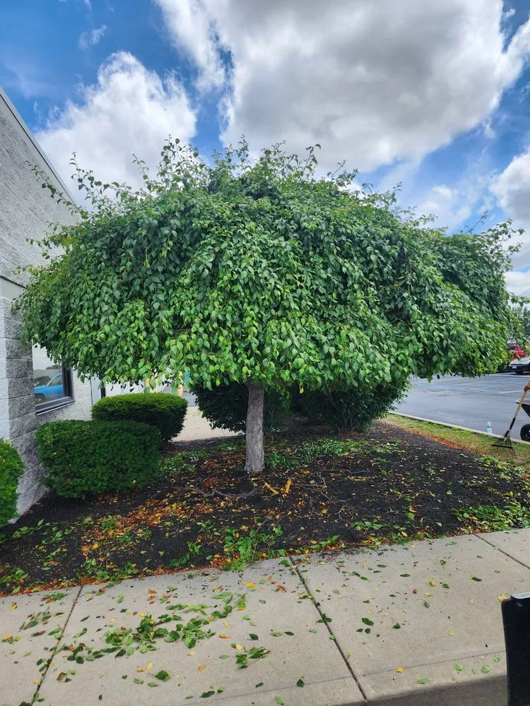 Trusted outdoor landscaping for homes across Tiffin, OH - B&B Property Preservations