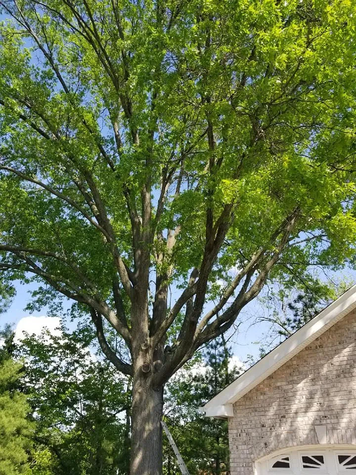 Reliable garden landscaping in Saint Ann, MO - B&B Tree and Landscapes