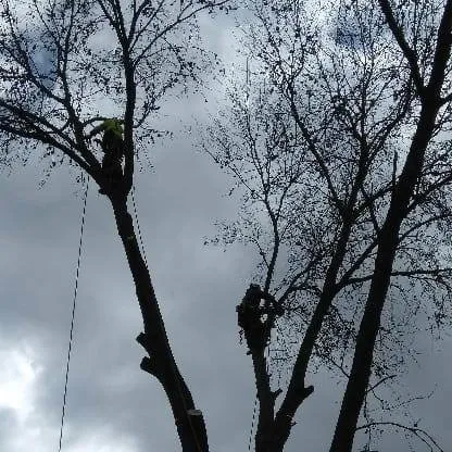 Trusted outdoor landscaping in Saint Ann, MO by B&B Tree and Landscapes