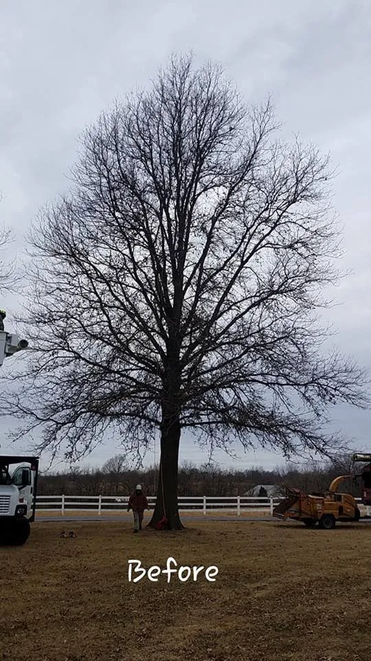 Trusted lawn care service for outdoor upgrades across Saint Ann, MO - B&B Tree and Landscapes