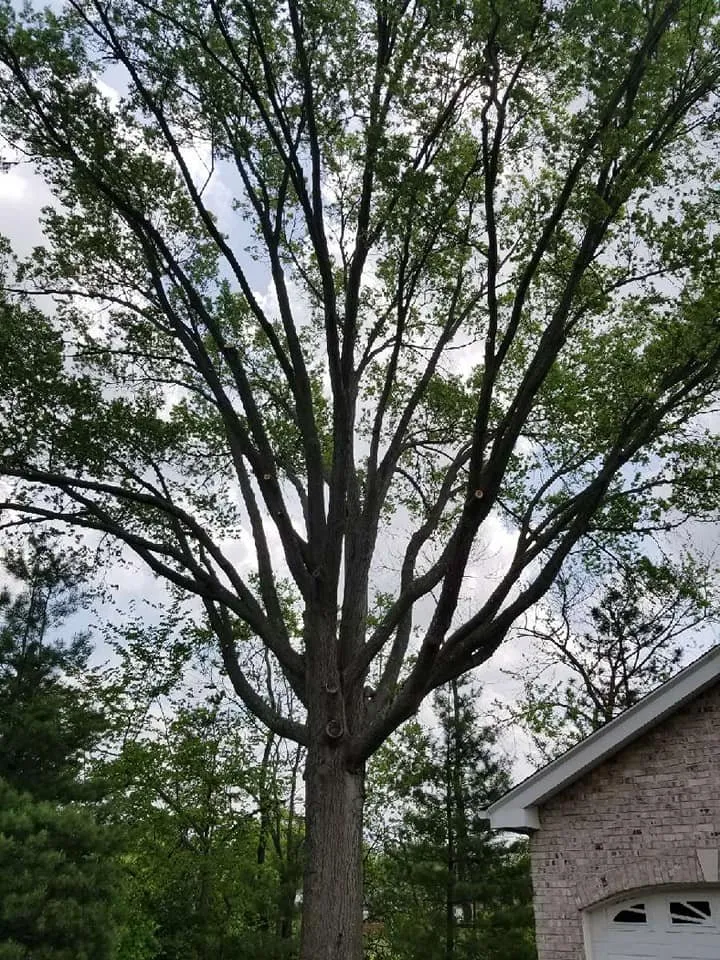 Local lawn mowing service in Saint Ann, MO by B&B Tree and Landscapes