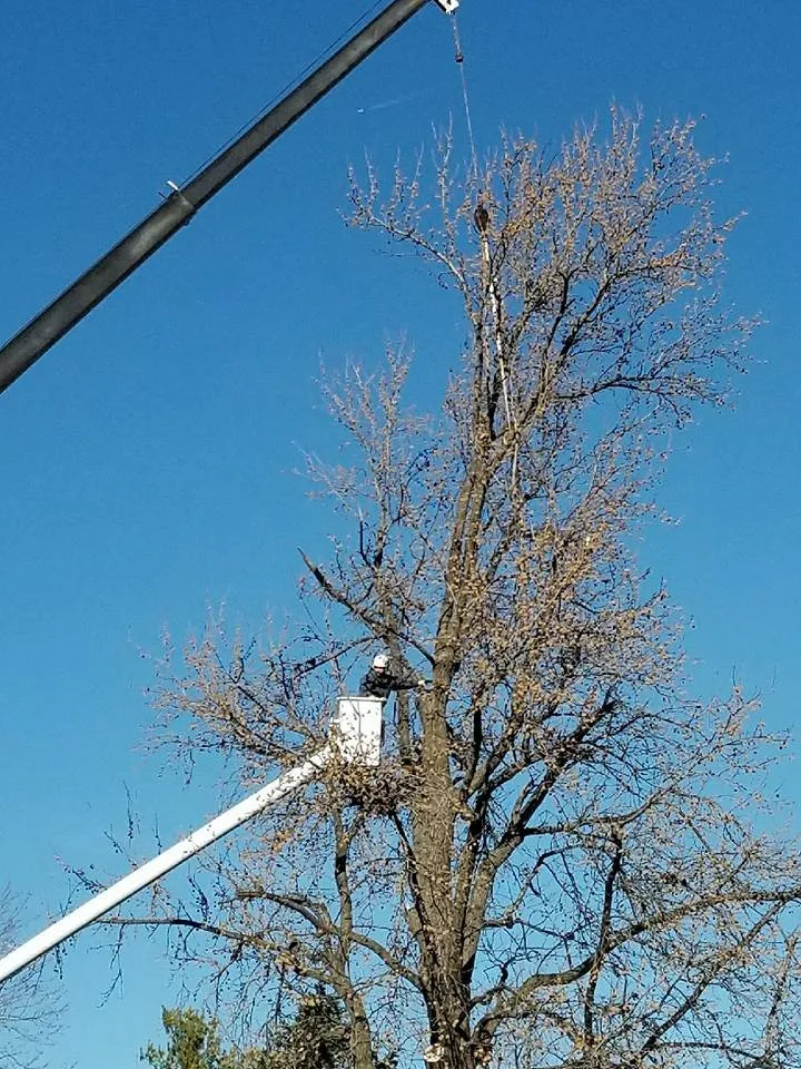 Custom landscaping services in Saint Ann, MO - B&B Tree and Landscapes