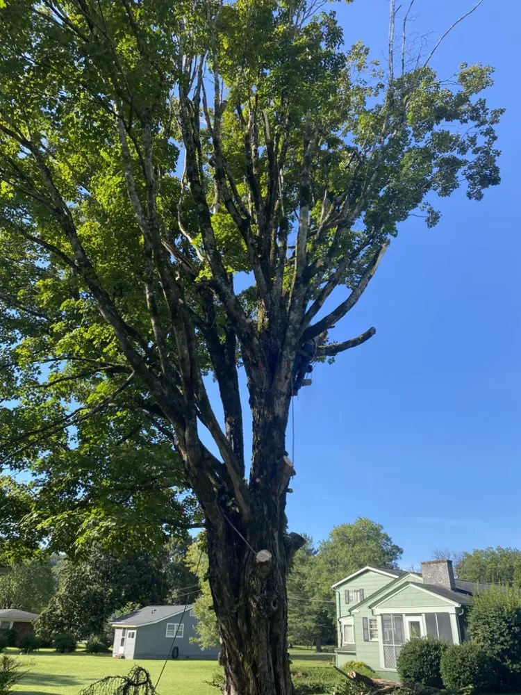 Reliable landscaping services in Soddy-Daisy, TN - B&B Tree Service & More