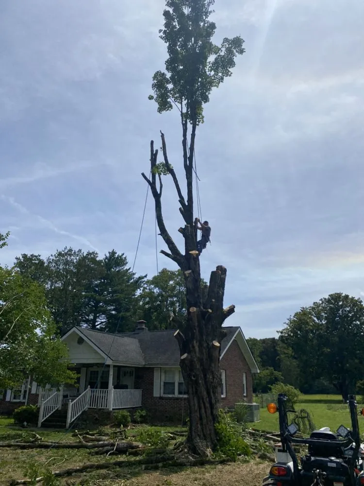 Reliable lawn care service experts serving Soddy-Daisy, TN - B&B Tree Service & More