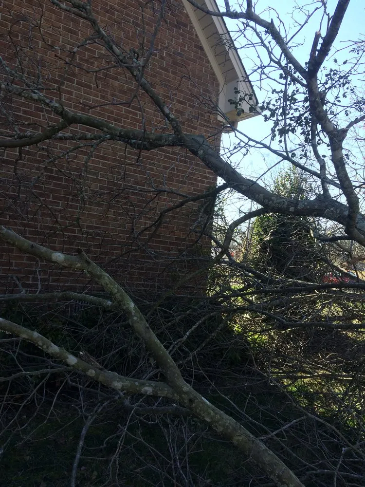 Reliable yard cleanup service in Soddy-Daisy, TN - B&B Tree Service & More