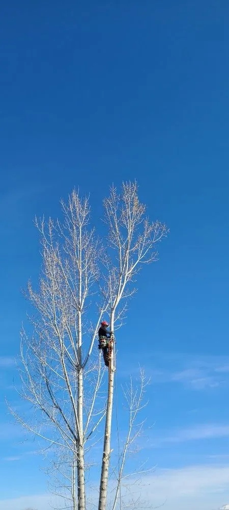 Reliable lawn care service with custom design in Helena, MT by B&B Urban Forestry