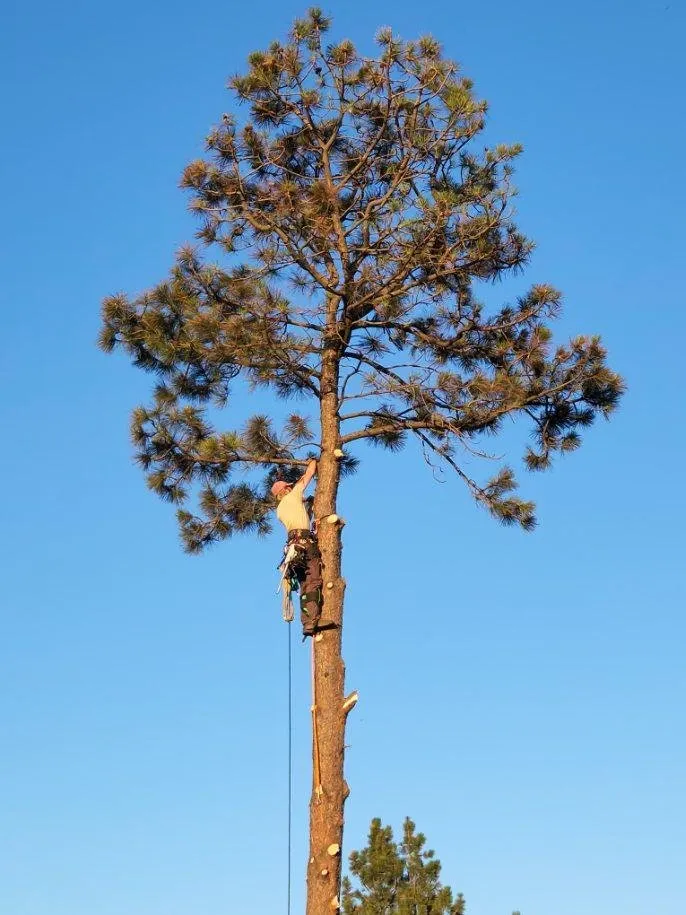 Local lawn mowing service near you in Helena, MT by B&B Urban Forestry