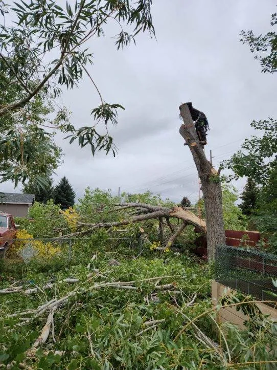 Trusted yard cleanup service in Helena, MT by B&B Urban Forestry