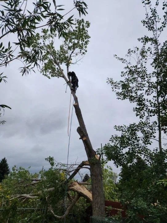 Local lawn care service in Helena, MT by B&B Urban Forestry