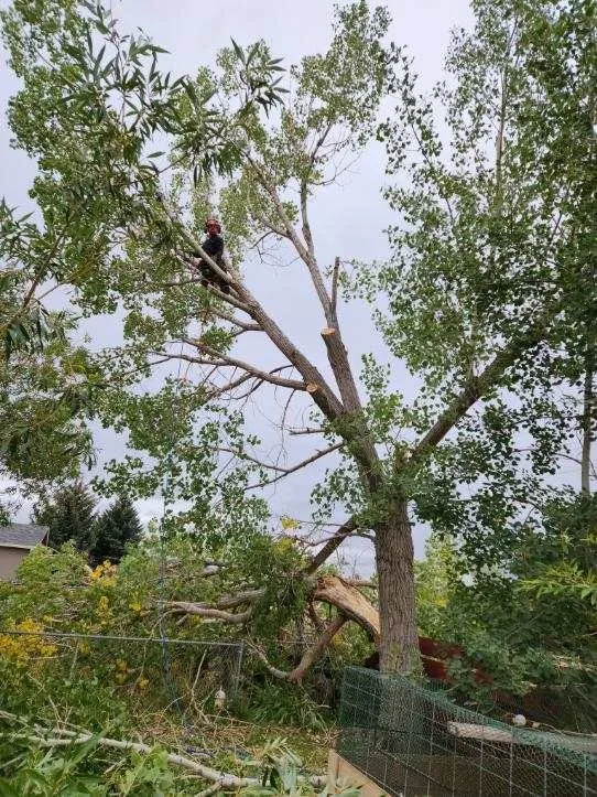 Affordable residential landscaping in Helena, MT - B&B Urban Forestry