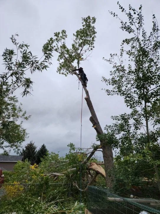 Affordable landscape design in Helena, MT - B&B Urban Forestry