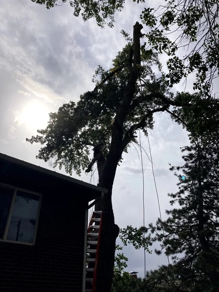 Professional lawn care service in Helena, MT by B&B Urban Forestry