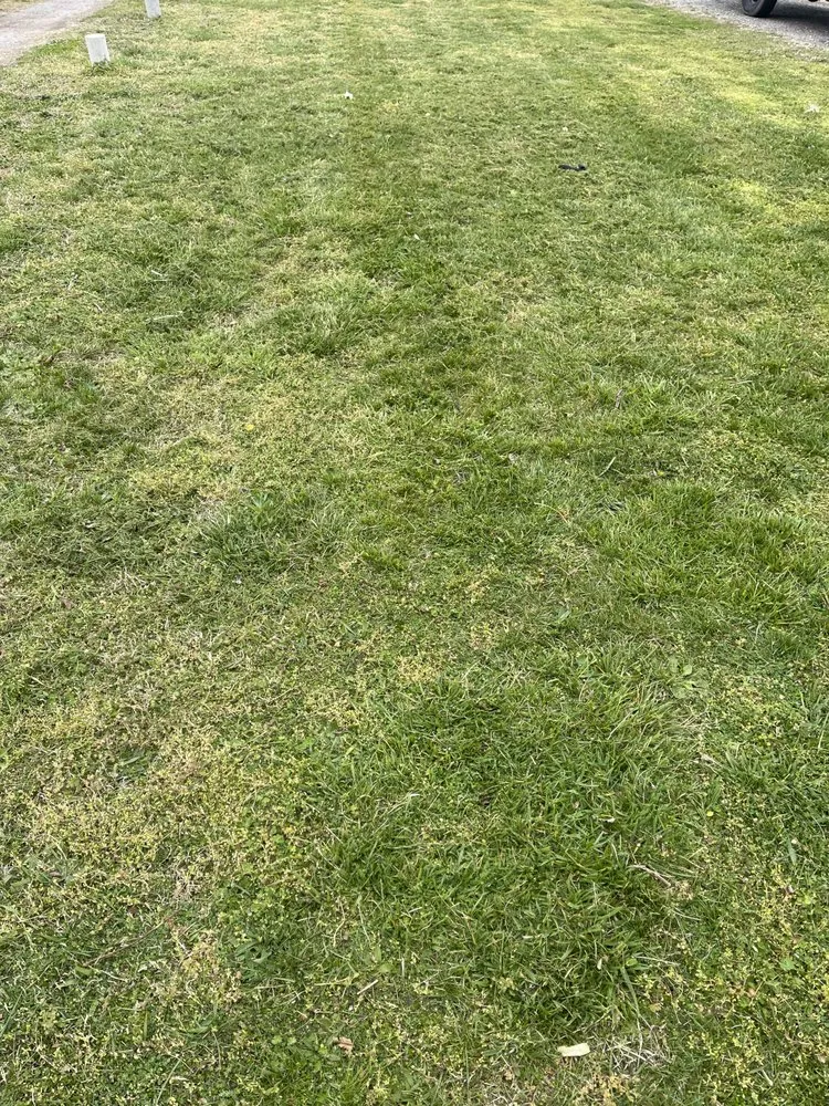 Expert landscaping services for residential properties in Cape Charles, VA by BB&G Services