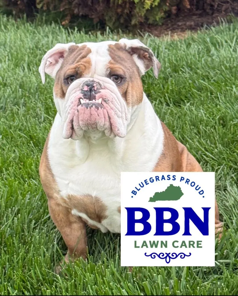 Affordable lawn mowing service experts serving Nicholasville, KY - BBN Lawn Care