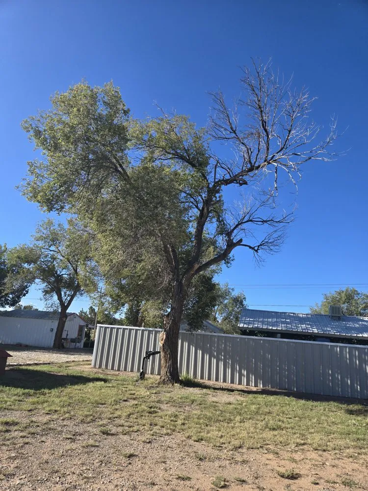 Local landscape design experts serving Moriarty, NM - BBs Services