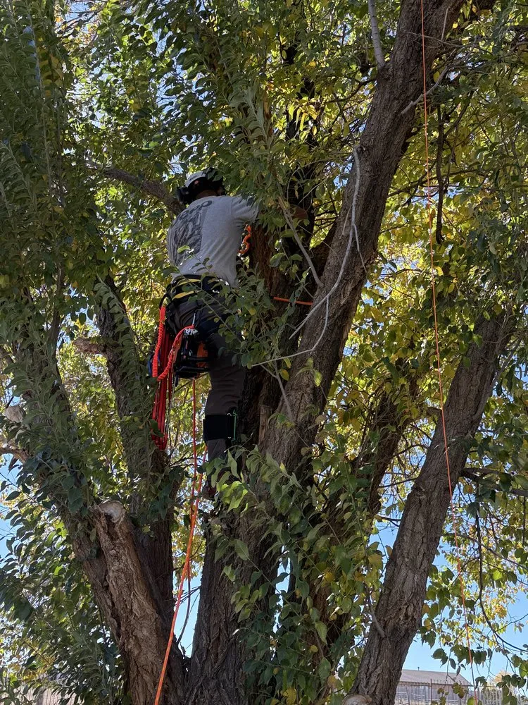 Reliable residential landscaping near you in Moriarty, NM by BBs Services