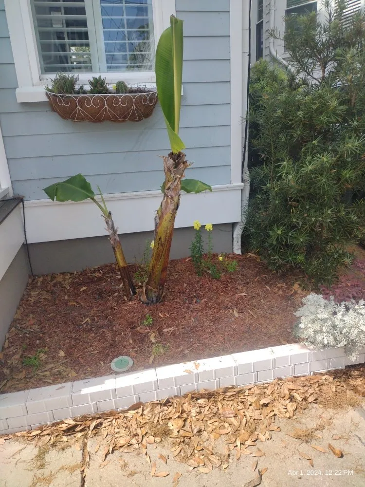 Trusted landscape installation for year-round maintenance in Summerville, SC by BC Bright's Contracting