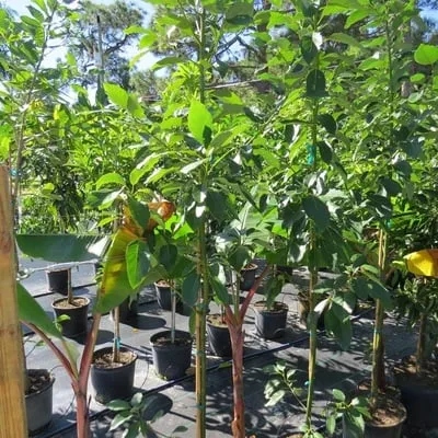 Top-rated garden landscaping in Cape Coral, FL by B&C Fruit Trees and Landscape