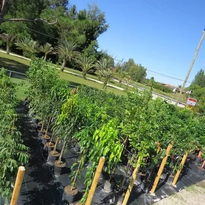 Affordable landscape installation near you across Cape Coral, FL - B&C Fruit Trees and Landscape