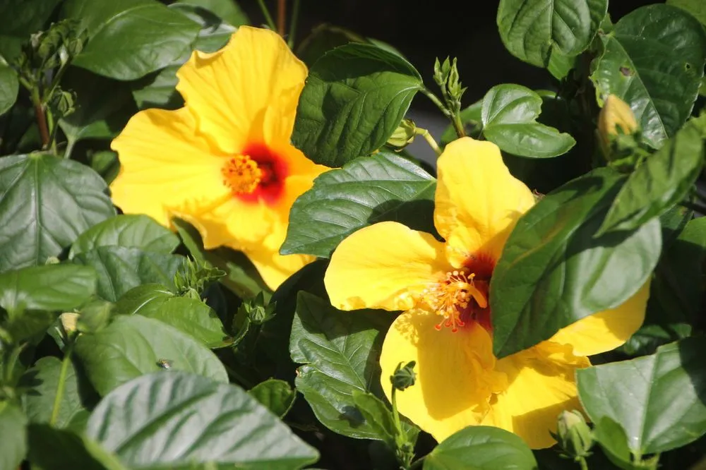 Custom landscape design for homes across Cape Coral, FL - B&C Fruit Trees and Landscape