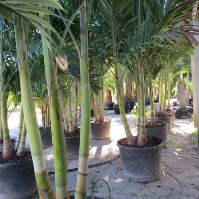 Reliable lawn care service for homes across Cape Coral, FL - B&C Fruit Trees and Landscape