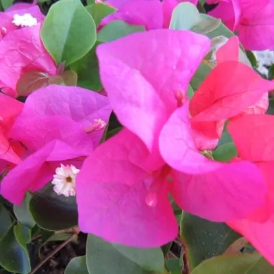 Local garden landscaping for residential properties in Cape Coral, FL by B&C Fruit Trees and Landscape