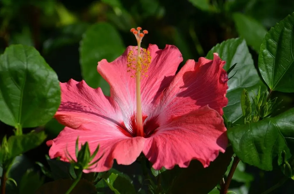 Expert yard maintenance for residential properties in Cape Coral, FL by B&C Fruit Trees and Landscape