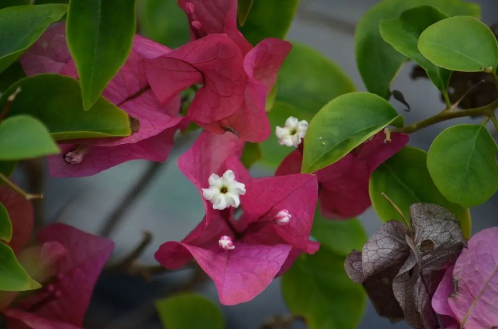 Expert lawn mowing service in Cape Coral, FL by B&C Fruit Trees and Landscape