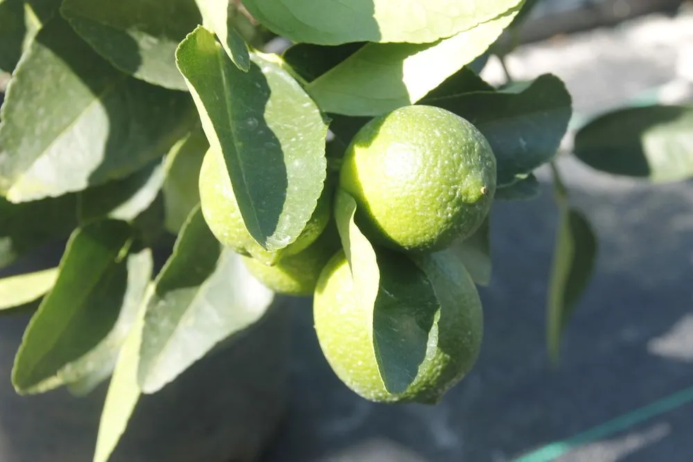 Reliable yard cleanup service in Cape Coral, FL - B&C Fruit Trees and Landscape