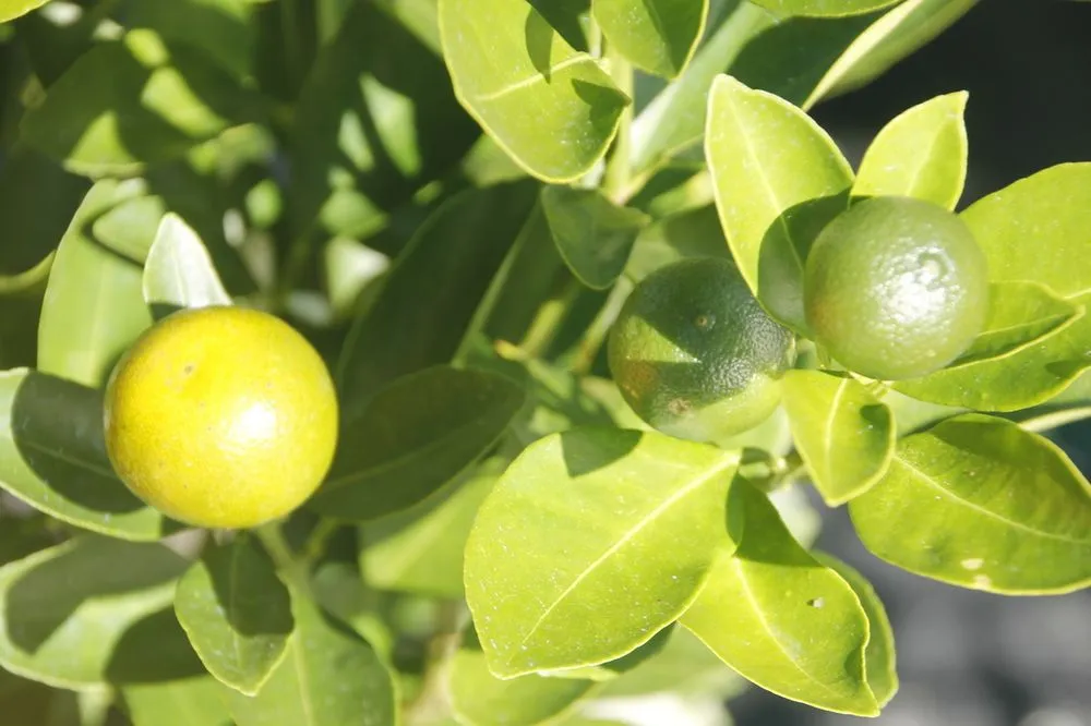 Affordable yard maintenance experts serving Cape Coral, FL - B&C Fruit Trees and Landscape