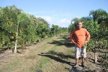 Custom residential landscaping experts serving Cape Coral, FL - B&C Fruit Trees and Landscape