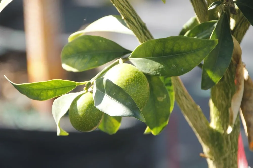 Trusted garden landscaping for residential properties across Cape Coral, FL - B&C Fruit Trees and Landscape