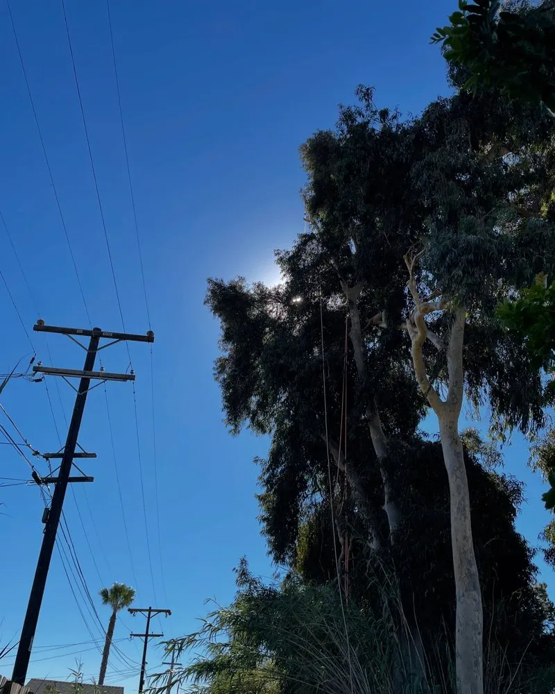 Affordable landscaping services experts serving Tecate, CA - Bc Landscape & Tree Experts