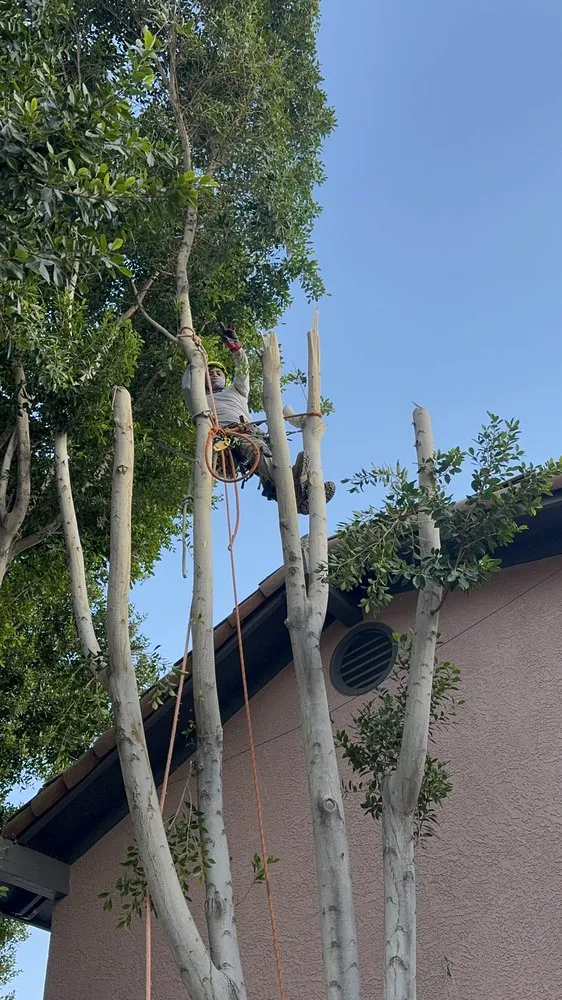 Expert landscaping services experts serving Phoenix, AZ - BC Landscaping and Hardscape