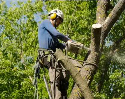 Affordable lawn mowing service near you across Frederick, MD - Bc landscaping and Paint