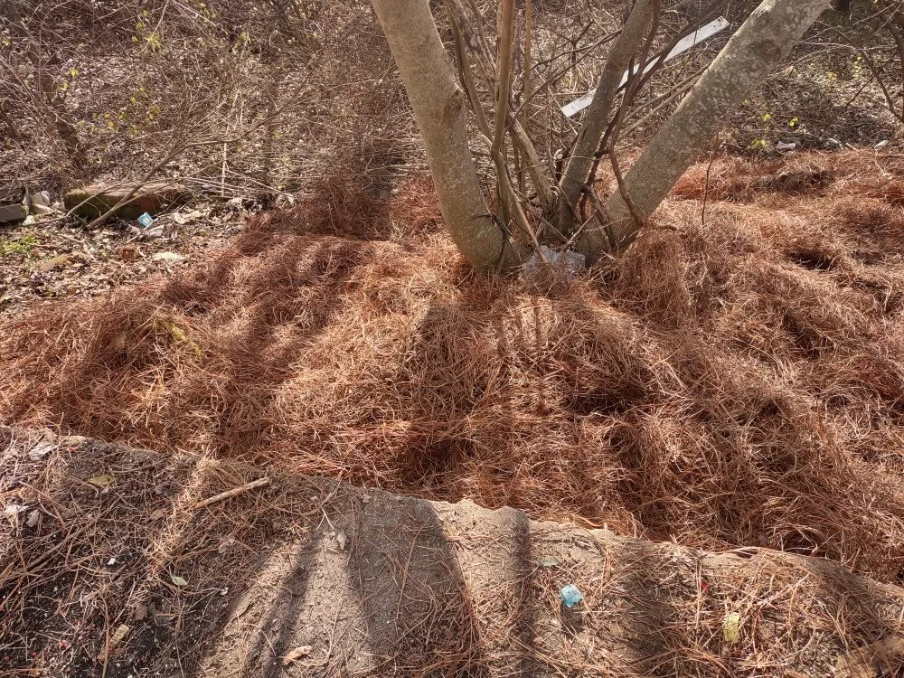 Professional lawn care service for year-round maintenance in Knoxville, TN by B&C Lawn Care