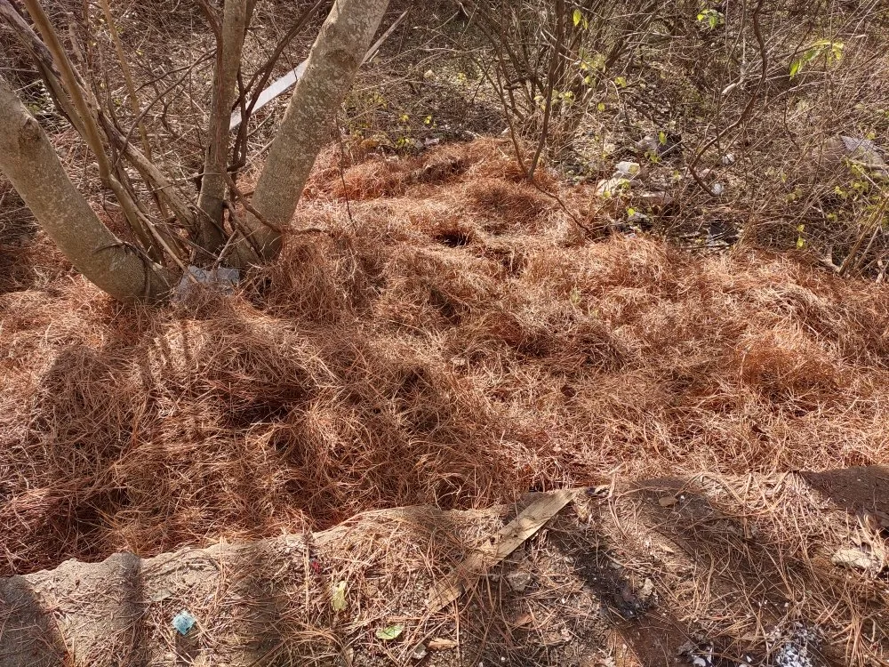 Custom residential landscaping with custom design in Knoxville, TN by B&C Lawn Care