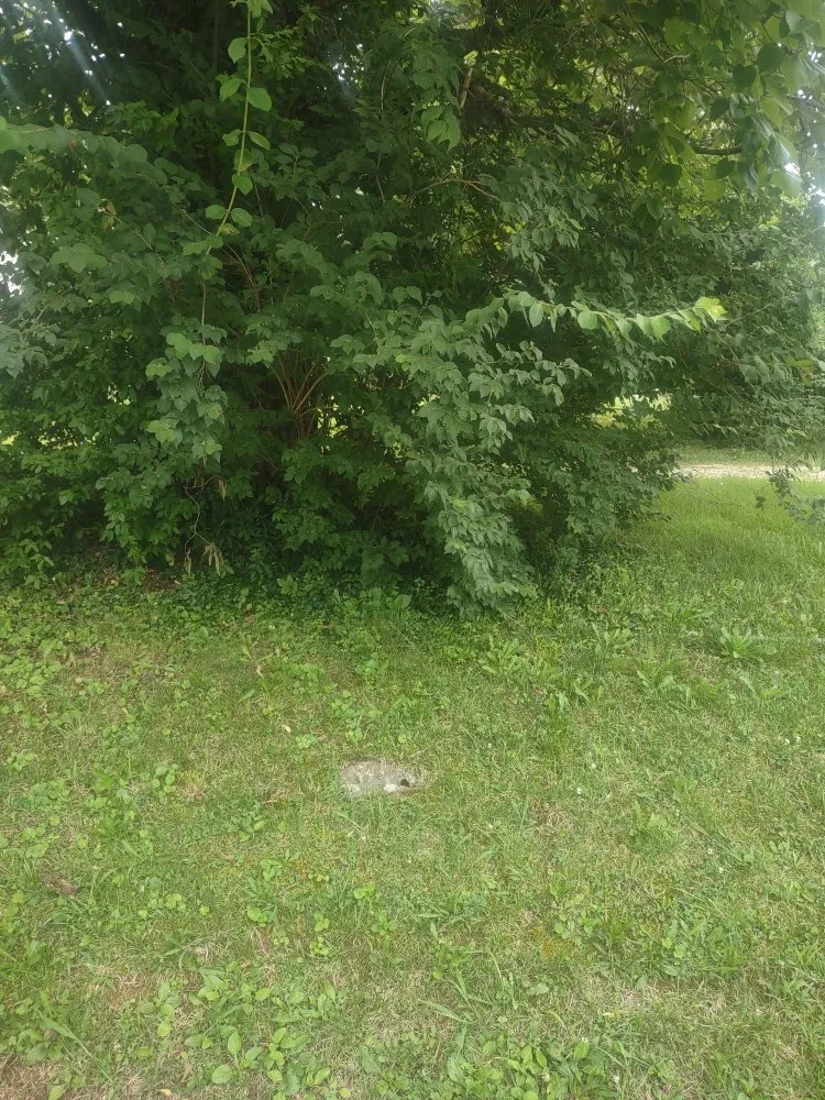 Affordable lawn care service for beautiful yards in Knoxville, TN by B&C Lawn Care